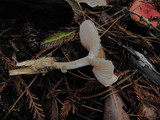 Mycena galericulata image