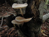 Mycena galericulata image