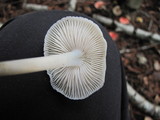 Mycena galericulata image