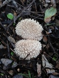 Lycoperdon curtisii image