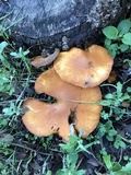 Gymnopilus ventricosus image