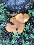 Gymnopilus ventricosus image