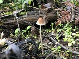 Psathyrella corrugis image