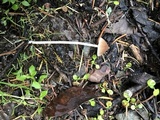 Psathyrella corrugis image