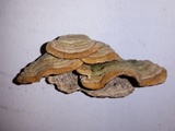 Cerrena unicolor image