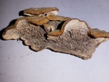 Cerrena unicolor image