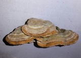 Cerrena unicolor image