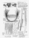 Perrotia flammea image
