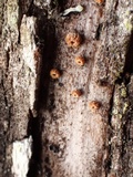 Perrotia flammea image