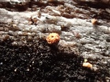 Perrotia flammea image