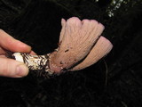 Gomphus clavatus image