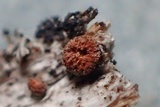 Perrotia flammea image