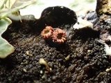 Perrotia flammea image