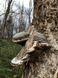 Fomes fasciatus image