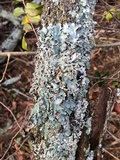 Parmotrema reticulatum image