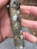 Phaeophyscia ciliata image
