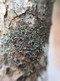 Phaeophyscia ciliata image
