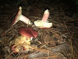 Russula sanguinaria image