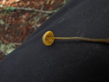 Mycena aurantiomarginata image