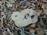 Hydnellum spongiosipes image