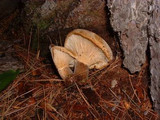 Tapinella atrotomentosa image