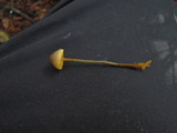 Mycena aurantiomarginata image