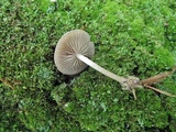 Simocybe centunculus var. centunculus image