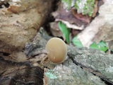 Simocybe centunculus var. centunculus image