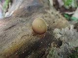 Simocybe centunculus var. centunculus image