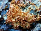 Sparassis americana image