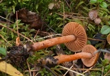 Cortinarius subminiatopus image