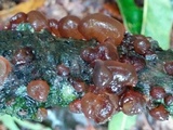 Exidia recisa image