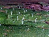 Multiclavula mucida image