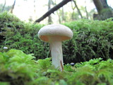 Hydnum oregonense image