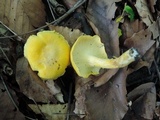 Cantharellus flavus image