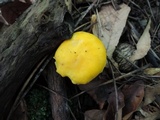 Cantharellus flavus image