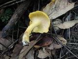 Cantharellus flavus image