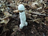 Hypomyces hyalinus image