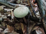Caloboletus inedulis image