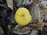 Cantharellus flavus image