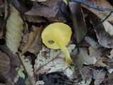 Cantharellus flavus image