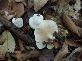 Clitopilus prunulus image