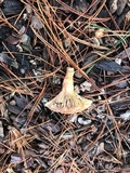 Chroogomphus ochraceus image