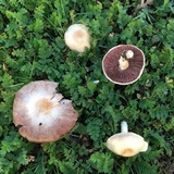 Agaricus comtulus image