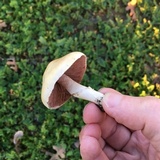 Agaricus comtulus image