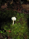 Hygrocybe russocoriacea image