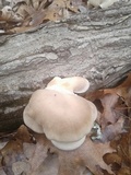 Pleurotus pulmonarius image
