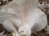 Pleurotus pulmonarius image
