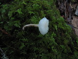 Hygrocybe russocoriacea image