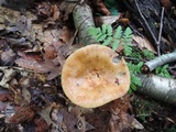 Russula pectinatoides image